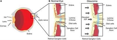 Mechanotransduction: Exploring New Therapeutic Avenues in Central Nervous System Pathology